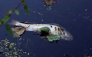 Verseuchtes Wasser in Bach geleitet: Hunderte Fische tot - (c) Foto: pixabay.com Verseuchtes Wasser in Bach geleitet: Hunderte Fische tot