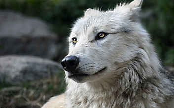 Mühlviertel: Mit Gummi-Geschossen gegen den Wolf - (c) Foto: pixabay.com Mühlviertel: Mit Gummi-Geschossen gegen den Wolf