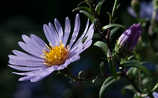 Die Aster ist eine Gute-Laune-Pflanze fürs herbstliche Beet - (c) Philipp Schuster Die Aster ist eine Gute-Laune-Pflanze fürs herbstliche Beet