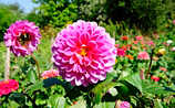Dahlie: Was sie mag, was sie braucht - (c) Simone Andress Dahlie: Was sie mag, was sie braucht