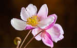 Herbst-Anemonen: Alles rund um die schöne Staude - (c) Mauritius Images Herbst-Anemonen: Alles rund um die schöne Staude