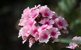 Phlox: Farbenpracht im Beet - (c) Mauritius Images Phlox: Farbenpracht im Beet