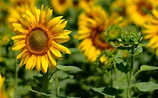 Warum die Sonnenblume ein kleines Wunderwerk der Natur ist - (c) Mauritius Images Warum die Sonnenblume ein kleines Wunderwerk der Natur ist