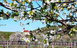 7 Tipps rund um den Neusiedler See - (c) Foto: Cathrine Stukhard 7 Tipps rund um den Neusiedler See