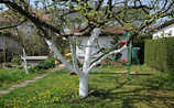 Oktober-Gartentipp Nr. 5: Winterschutz für Bäume - (c) Foto: Mauritius Images Oktober-Gartentipp Nr. 5: Winterschutz für Bäume