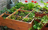 April-Gartentipp Nr. 4: Kräuter gegen Schädlinge - (c) Foto: Mauritius Images April-Gartentipp Nr. 4: Kräuter gegen Schädlinge