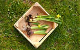 Juni-Gartentipp Nr. 1: Zwiebelblumen schlau vermehren - (c) Foto: Mauritius Images Juni-Gartentipp Nr. 1: Zwiebelblumen schlau vermehren