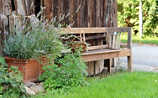 Juni-Gartentipp Nr. 3: Gelsen natürlich abwehren - (c) Foto: Nicole Lautner Juni-Gartentipp Nr. 3: Gelsen natürlich abwehren
