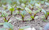 Juni-Gartentipp Nr. 4: Rote Rüben setzen - (c) Foto: Mauritius Images Juni-Gartentipp Nr. 4: Rote Rüben setzen
