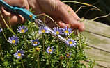 August-Gartentipp Nr. 2: Sommerpflege für Topfpflanzen - (c) Foto: Mauritius Images August-Gartentipp Nr. 2: Sommerpflege für Topfpflanzen