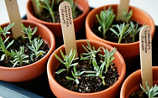 August-Gartentipp Nr. 3: Lavendel vermehren - (c) Foto: Mauritius Images August-Gartentipp Nr. 3: Lavendel vermehren