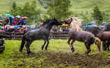 Rauriser Hengstauftrieb: Wer ist hier der Chef? - (c) Foto: Marco Rossi Rauriser Hengstauftrieb: Wer ist hier der Chef?