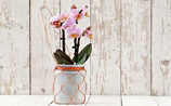 Wenn Orchideen Kindel kriegen - (c) Foto: iStock Photo Wenn Orchideen Kindel kriegen