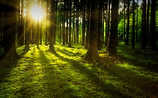 So heilsam ist Baden in der Waldluft - (c) Foto: Pixabay So heilsam ist Baden in der Waldluft