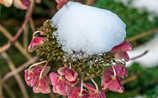 Hortensien vor Frost schützen - (c) Foto: Mauritius Images Hortensien vor Frost schützen